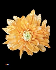 Chr T Baltica Apricot