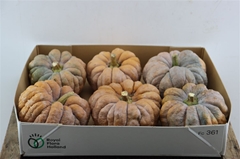 Cuc Pepo Kalebas Los 150gram