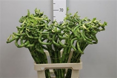 Lucky Bamboo Stem Spiral 70cm