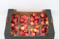 Malus Other Per Bak 250gram