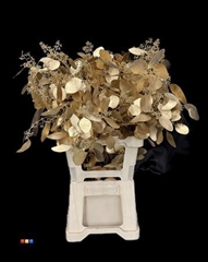 Populus Antique Gold