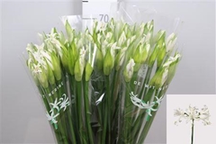 Ne Bo Biancaneve 70cm