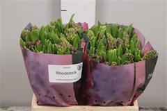 Hyac Woodstock 30cm