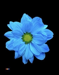 Chr T Chic Light Blue