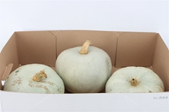 Cuc Pepo Kalebas Los 20cm 982gram