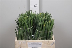 Iris Apollo 55cm 36gram