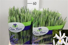 Iris White Magic 58cm 32gram