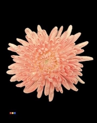 Chr G Topspin Dusty Pink