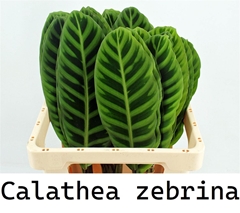 Calathea Lancifolia 62cm