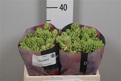 Hyac Fondant 30cm