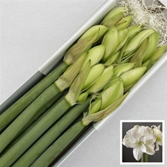 Hipp Dg Wimbledon 65cm 4+