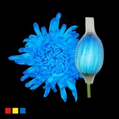 Chr G Stravina Light Blue