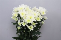 Chr T Delianne White 70cm 90gram