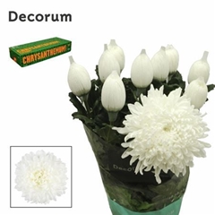 Chr G Stravina 75cm 105gram