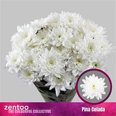 Chr T Pina Colada 70cm 115gram
