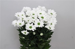 Chr T Chic 70cm 80gram