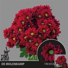 Chr T Mexicano 70cm 75gram