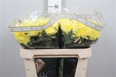 Chr G Topspin Yellow 70cm 85gram