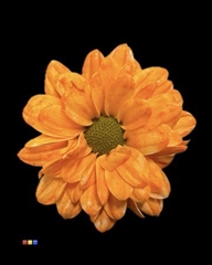 Chr S Bouncer Orange