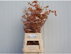 Celastrus Boomwurger 120cm