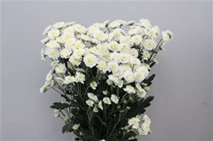 Chr T Stallion 70cm 80gram