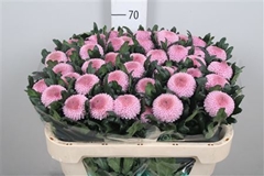 Chr G Momoko 70cm 80gram