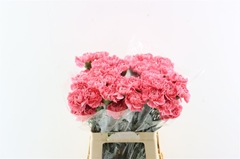Di St Other 65cm 23