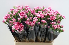 Di Tr Rood 60cm 23
