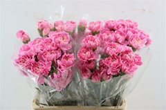 Di St Other 65cm 23