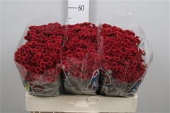 Chr S Mad Tyolo Red 55cm