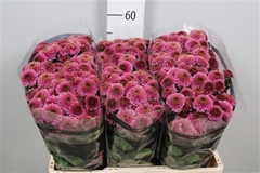 Chr San Doria 55cm 120g