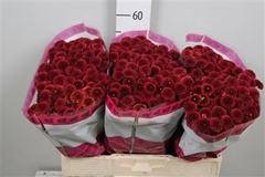 Chr San Aaa Purp Red 55cm 100g