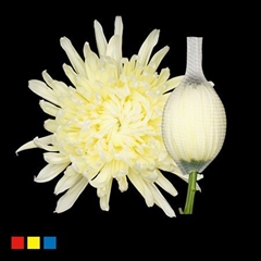 Chr G Stravina Pastel Yellow
