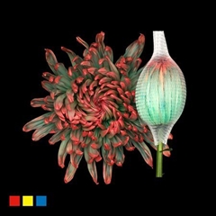 Chr G Stravina Tropicana