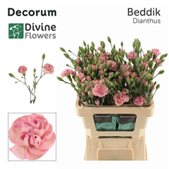 Di Tr Beddik 60cm 23