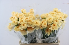 Di St Other 65cm 23