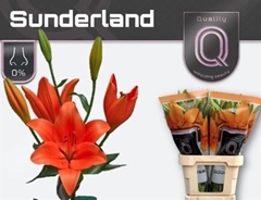 Li La Sunderland 90cm 45+