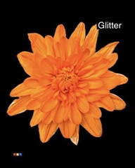 Chr T Euro Orange V.white + Glit Bio