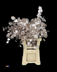 Populus Champagne