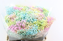 Gyps Colortreated 80cm 40gram