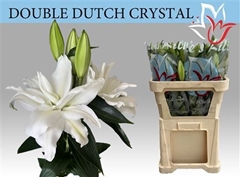 Li Or Du Dd Crystal 70cm 35+