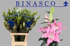 Li Or Binasco 100cm 55+