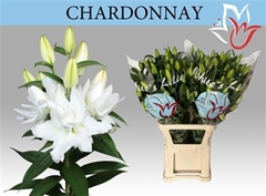 Li Or Du Chardonnay 85cm 65+