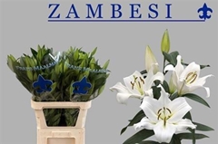 Li Ot Zambesi 85cm 55+