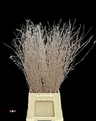 Betula / Berkentak Champagne