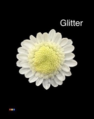 Chr T Stallion White + Glit Bio