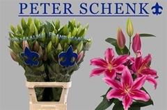 Li Or Peter Schenk 80cm 41+
