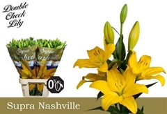 Li La Nashville 90cm 55+