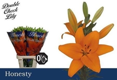 Li La Honesty 90cm 55+