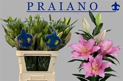 Li Or Praiano 75cm 41+